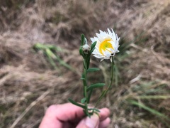 Rhodanthe anthemoides