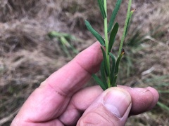 Rhodanthe anthemoides