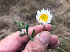Rhodanthe anthemoides