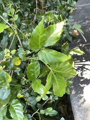 Tetrastigma hemsleyanum
