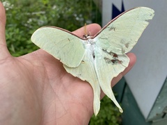 Actias gnoma