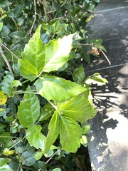 Tetrastigma hemsleyanum