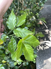 Tetrastigma hemsleyanum