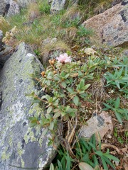 Rhododendron adamsii