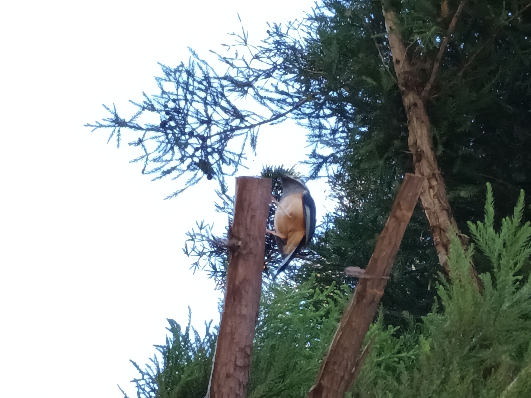 White-eared Sibia illustration