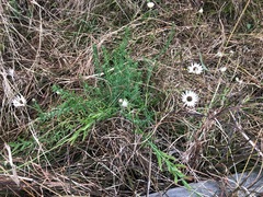 Rhodanthe anthemoides