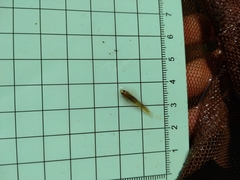 Rhinogobius candidianus