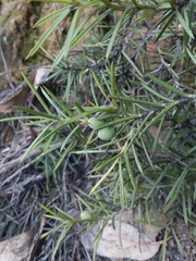 Persoonia juniperina