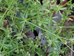 Galium
