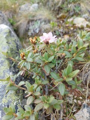 Rhododendron adamsii