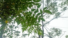 Melia azedarach