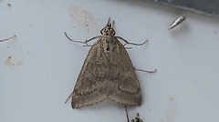 Udea murinalis