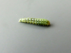 Evergestis forficalis