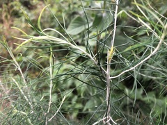 Cassinia laevis