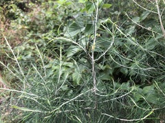 Cassinia laevis