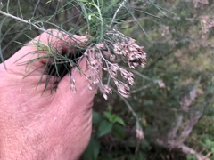 Cassinia laevis