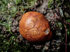 Zelleromyces