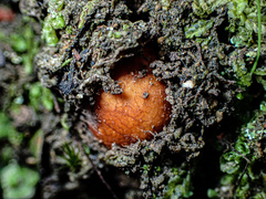 Zelleromyces