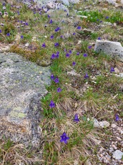 Campanula dasyantha
