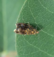 Celypha siderana