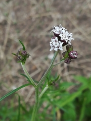 Bahieae