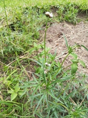 Bahieae