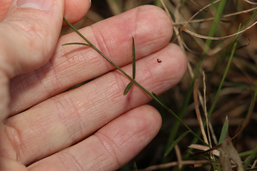Image of Chorizema parviflorum by (c) Greg Tasney, some rights reserved (CC BY-SA)