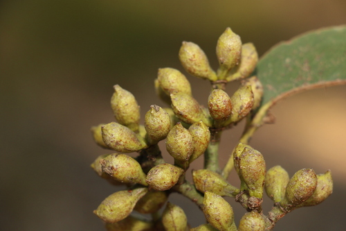 Corymbia citriodora