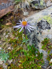 Aster flaccidus
