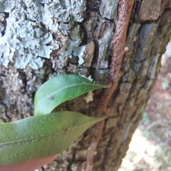 Microgramma squamulosa