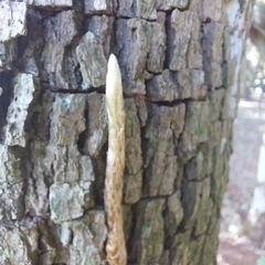 Microgramma squamulosa