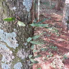 Microgramma squamulosa