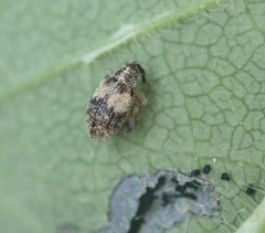 Rhynchaenus xylostei