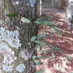 Microgramma squamulosa