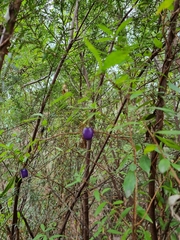Billardiera macrantha