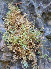 Petrocoptis glaucifolia