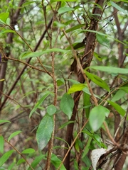 Billardiera macrantha