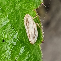 Athysanus argentarius