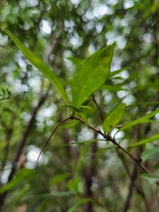 Billardiera macrantha