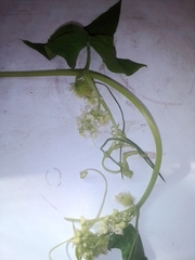 Echinocystis lobata