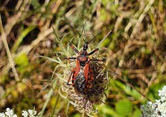 Rhynocoris annulatus