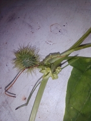 Echinocystis lobata