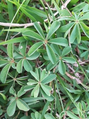 Oxalis hernandesii