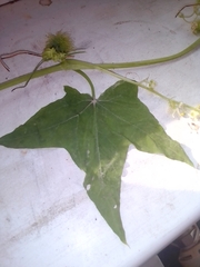 Echinocystis lobata
