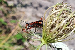 Rhynocoris annulatus