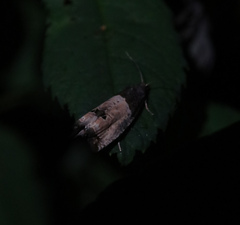 Notocelia cynosbatella