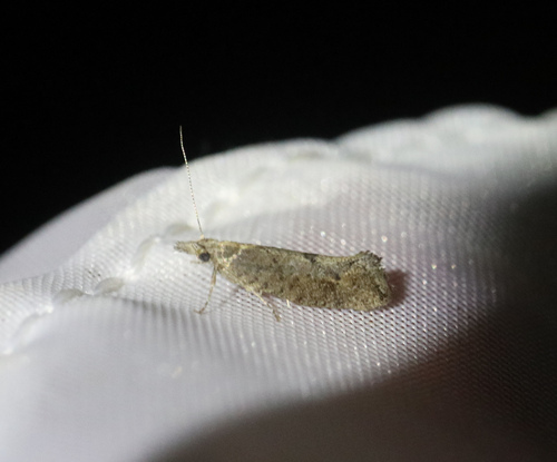 Ypsolopha chazariella
