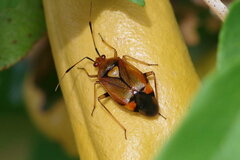 Deraeocoris ruber