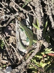 Liolaemus zapallarensis