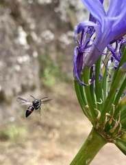 Ancistrocerus madaera